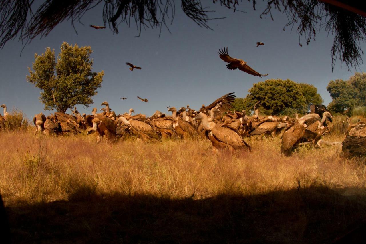 Eco-Lodge En La Reserva Privada Campanarios De Azaba - Proyecto De Conservacion Espeja 外观 照片